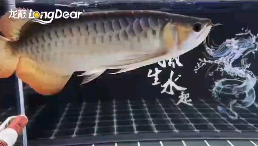 勉縣佳寶水族店（勉縣佳寶水族店電話）