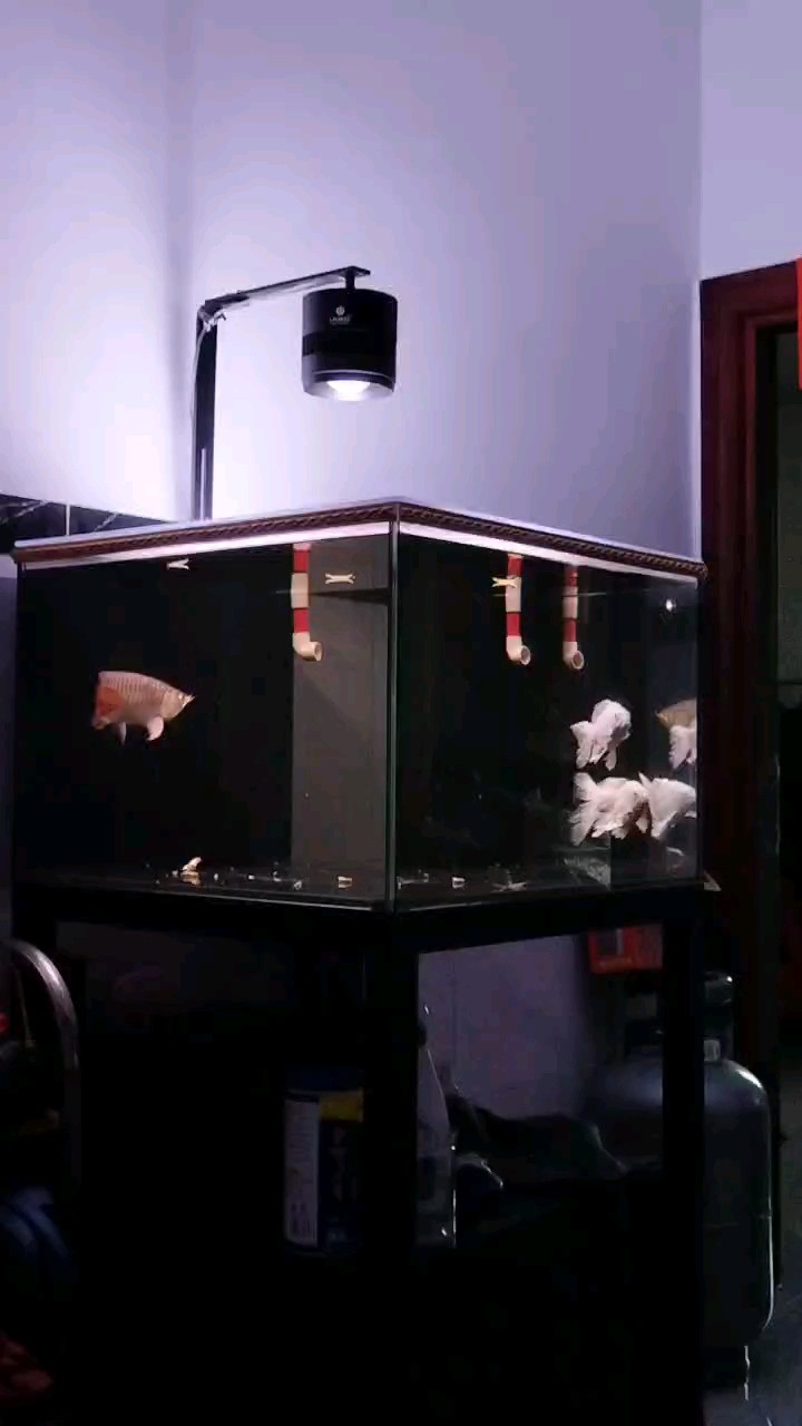 大家端午節快樂