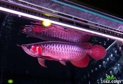 龍魚(yú)的選擇和鑒賞作文300字：如何選擇和鑒賞龍魚(yú)
