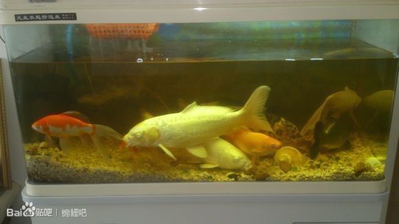 小魚缸養魚會長大嗎：小魚缸養魚是否能長大 小魚缸養魚會長大嗎：小魚缸養魚是否能長大 魚缸百科 第2張