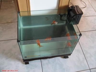 小魚缸養魚會長大嗎：小魚缸養魚是否能長大 小魚缸養魚會長大嗎：小魚缸養魚是否能長大 魚缸百科 第5張