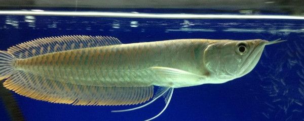 50厘米的龍魚喂食方法圖片（50厘米的龍魚應該保持適量的喂食方法和頻率和數量） 50厘米的龍魚喂食方法圖片（50厘米的龍魚應該保持適量的喂食方法和頻率和數量） 龍魚百科 第3張