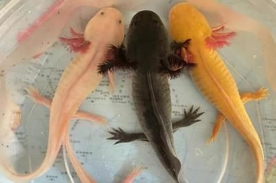 50厘米的龍魚喂食方法圖片（50厘米的龍魚應該保持適量的喂食方法和頻率和數量） 50厘米的龍魚喂食方法圖片（50厘米的龍魚應該保持適量的喂食方法和頻率和數量） 龍魚百科 第1張