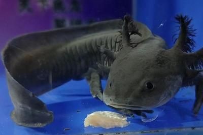 50厘米的龍魚喂食方法圖片（50厘米的龍魚應該保持適量的喂食方法和頻率和數量） 50厘米的龍魚喂食方法圖片（50厘米的龍魚應該保持適量的喂食方法和頻率和數量） 龍魚百科 第2張