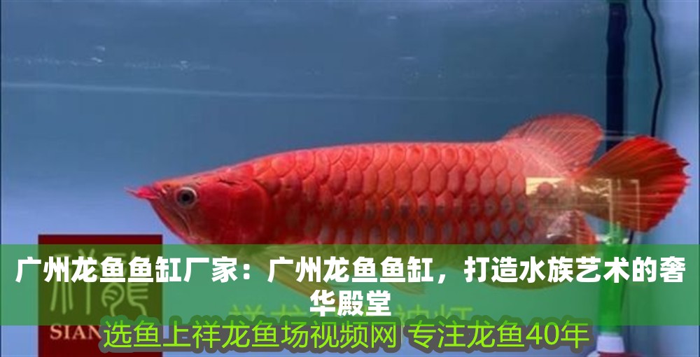 廣州龍魚魚缸廠家：廣州龍魚魚缸，打造水族藝術(shù)的奢華殿堂