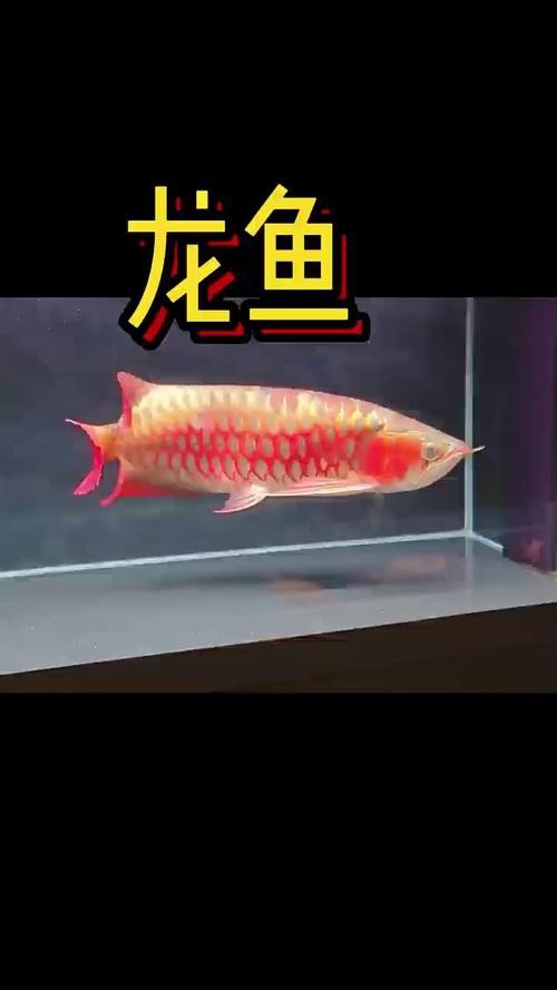 紅龍之眼壁紙高清無水印版