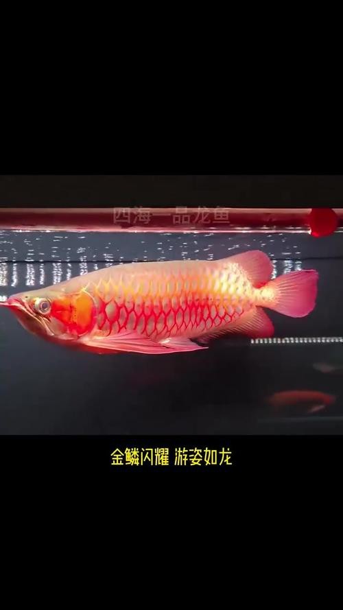 紅龍之眼壁紙高清無水印版