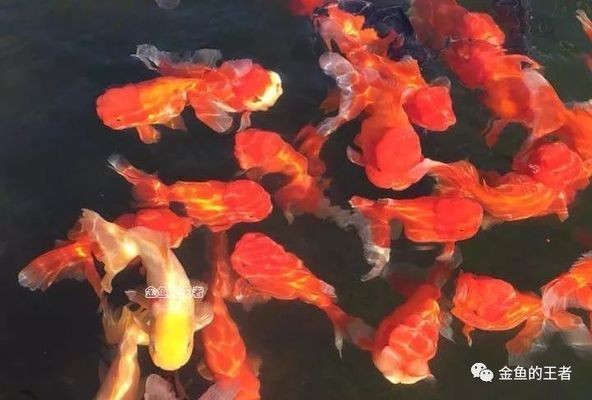 南澳縣天然海洋生物館有限公司（南澳縣天然海洋生物館有限公司招聘）