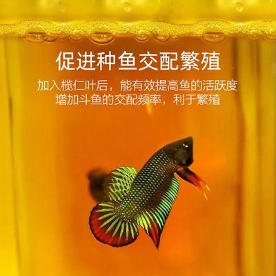 橄欖葉可以放在魚缸中嗎：橄欖葉養魚的科學原理