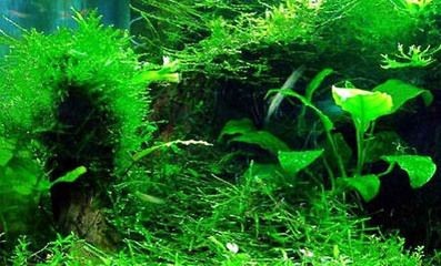 魚(yú)缸里有白皮:如何處理魚(yú)缸白皮問(wèn)題 魚(yú)缸百科 第3張 魚(yú)缸里有白皮:如何處理魚(yú)缸白皮問(wèn)題 魚(yú)缸里有白皮:如何處理魚(yú)缸白皮問(wèn)題 魚(yú)缸百科 第3張