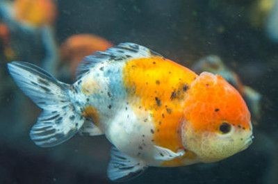 魚(yú)缸里有白皮:如何處理魚(yú)缸白皮問(wèn)題 魚(yú)缸百科 第5張 魚(yú)缸里有白皮:如何處理魚(yú)缸白皮問(wèn)題 魚(yú)缸里有白皮:如何處理魚(yú)缸白皮問(wèn)題 魚(yú)缸百科 第5張
