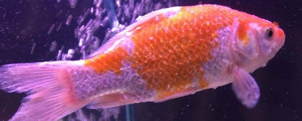 魚(yú)缸里有白皮:如何處理魚(yú)缸白皮問(wèn)題 魚(yú)缸百科 第1張 魚(yú)缸里有白皮:如何處理魚(yú)缸白皮問(wèn)題 魚(yú)缸里有白皮:如何處理魚(yú)缸白皮問(wèn)題 魚(yú)缸百科 第1張