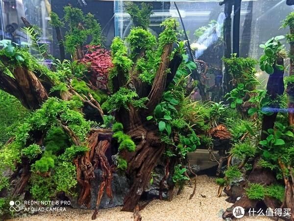 魚(yú)缸里有白皮:如何處理魚(yú)缸白皮問(wèn)題 魚(yú)缸百科 第4張 魚(yú)缸里有白皮:如何處理魚(yú)缸白皮問(wèn)題 魚(yú)缸里有白皮:如何處理魚(yú)缸白皮問(wèn)題 魚(yú)缸百科 第4張