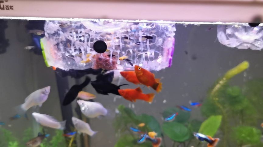 魚(yú)缸里有白皮:如何處理魚(yú)缸白皮問(wèn)題 魚(yú)缸百科 第2張 魚(yú)缸里有白皮:如何處理魚(yú)缸白皮問(wèn)題 魚(yú)缸里有白皮:如何處理魚(yú)缸白皮問(wèn)題 魚(yú)缸百科 第2張