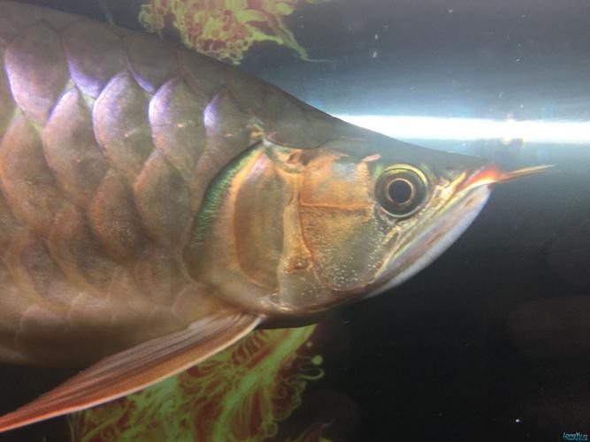 紅龍魚的發色過程圖解