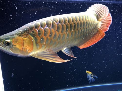 紅龍魚的發色過程圖解