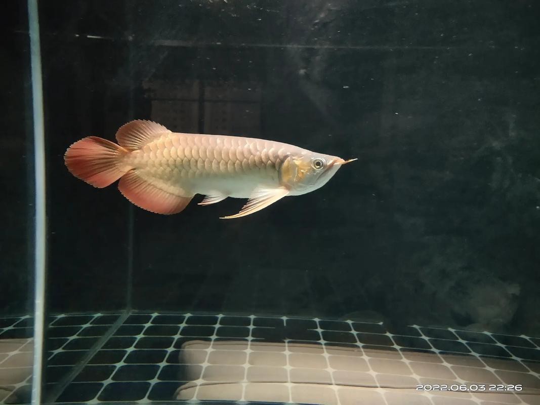 紅龍魚的發色過程圖解