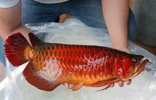 在印尼買龍魚便宜嗎（在印尼購買龍魚便宜嗎？）