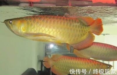 白色的金龍魚是什么魚種：白色的金龍魚是一種白色的金龍魚，白金龍魚是什么品種 白色的金龍魚是什么魚種：白色的金龍魚是一種白色的金龍魚，白金龍魚是什么品種 龍魚百科 第3張