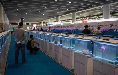 2024水族展會祥龍魚場展位圖：2024中國國際寵物水族展覽會