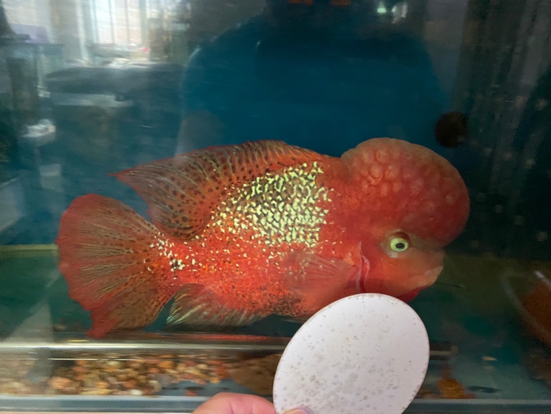 大尾巴泰古公 大尾巴泰古公 龍魚論壇 第5張