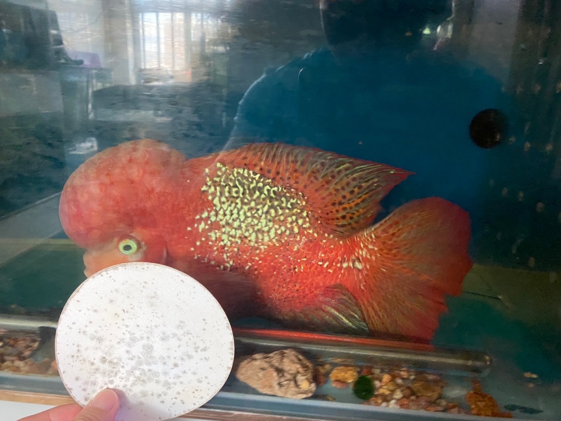 大尾巴泰古公 大尾巴泰古公 龍魚論壇 第6張