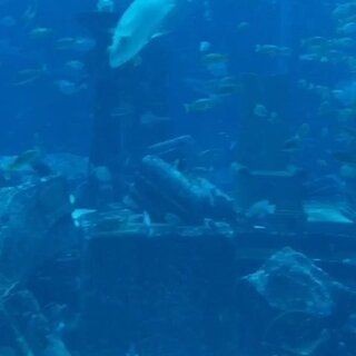 三亞亞特蘭蒂斯的魚缸是免費的水族館，各種海洋動物都能看到：三亞亞特蘭蒂斯海底餐廳