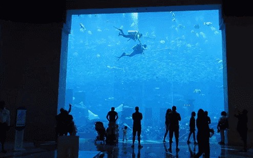 三亞亞特蘭蒂斯的魚缸是免費的水族館，各種海洋動物都能看到：三亞亞特蘭蒂斯海底餐廳
