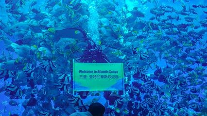 三亞亞特蘭蒂斯的魚缸是免費的水族館，各種海洋動物都能看到：三亞亞特蘭蒂斯海底餐廳