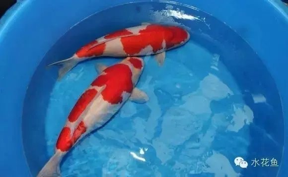 龍魚麻醉方法圖解大全