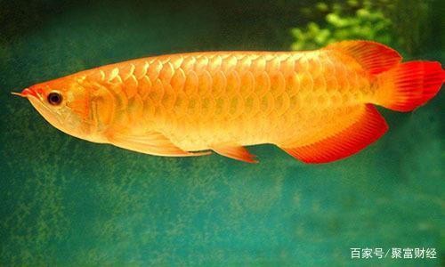 <strong><mark>隆林</mark></strong>如意水族店