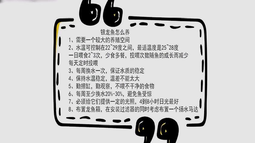 養銀龍魚水溫多少適宜呢