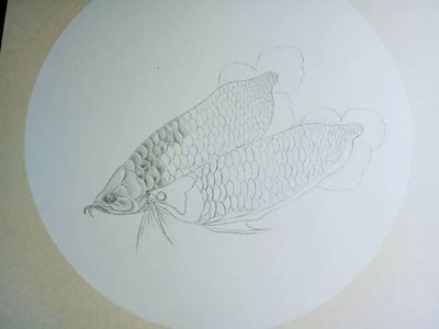 紅龍魚原生環境怎么樣：紅龍魚的原生環境