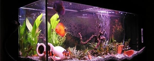 魚缸水白渾可自行恢復嗎（魚缸水白渾可自行恢復嗎,）