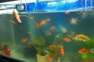 魚缸水白渾可自行恢復嗎（魚缸水白渾可自行恢復嗎,）