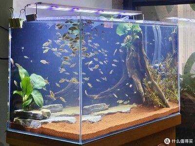 低成本魚缸改造方法是使用瓷磚粘貼而成的魚缸水質管理技巧：低成本的魚缸改造方法