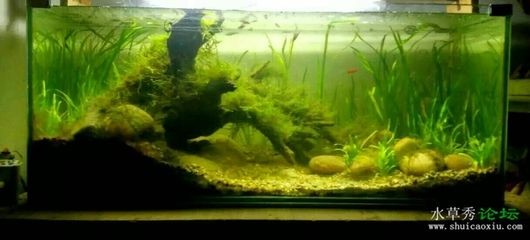 低成本魚缸改造方法是使用瓷磚粘貼而成的魚缸水質管理技巧：低成本的魚缸改造方法