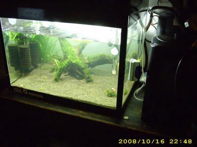 低成本魚缸改造方法是使用瓷磚粘貼而成的魚缸水質管理技巧：低成本的魚缸改造方法