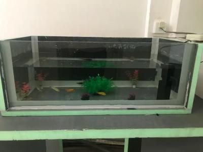 魚缸保溫材料效果比較：不同保溫材料對觀賞效果的影響
