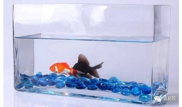 魚缸 方缸：方缸底濾系統(tǒng)安裝教程,魚缸方缸維護周期表 魚缸 方缸：方缸底濾系統(tǒng)安裝教程,魚缸方缸維護周期表 魚缸百科 第3張