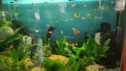 魚缸能用十年嗎（魚缸的使用壽命與多種因素有關）