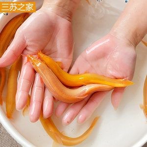 小金龍魚苗價格:小金龍魚苗價格受多種因素影響 龍魚百科 第3張 小金龍魚苗價格:小金龍魚苗價格受多種因素影響 小金龍魚苗價格:小金龍魚苗價格受多種因素影響 龍魚百科 第3張