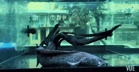 雷龍魚怎么馴養互動：雷龍魚的飼養技巧 雷龍魚怎么馴養互動：雷龍魚的飼養技巧 龍魚百科 第5張