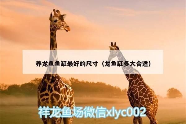 龍魚要用多大的缸養比較好：養龍魚魚缸尺寸