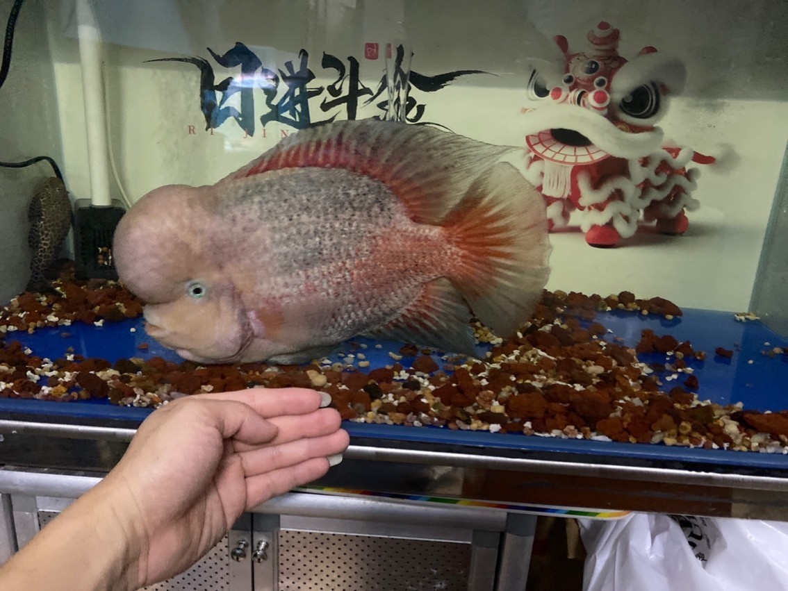 超級紫衣