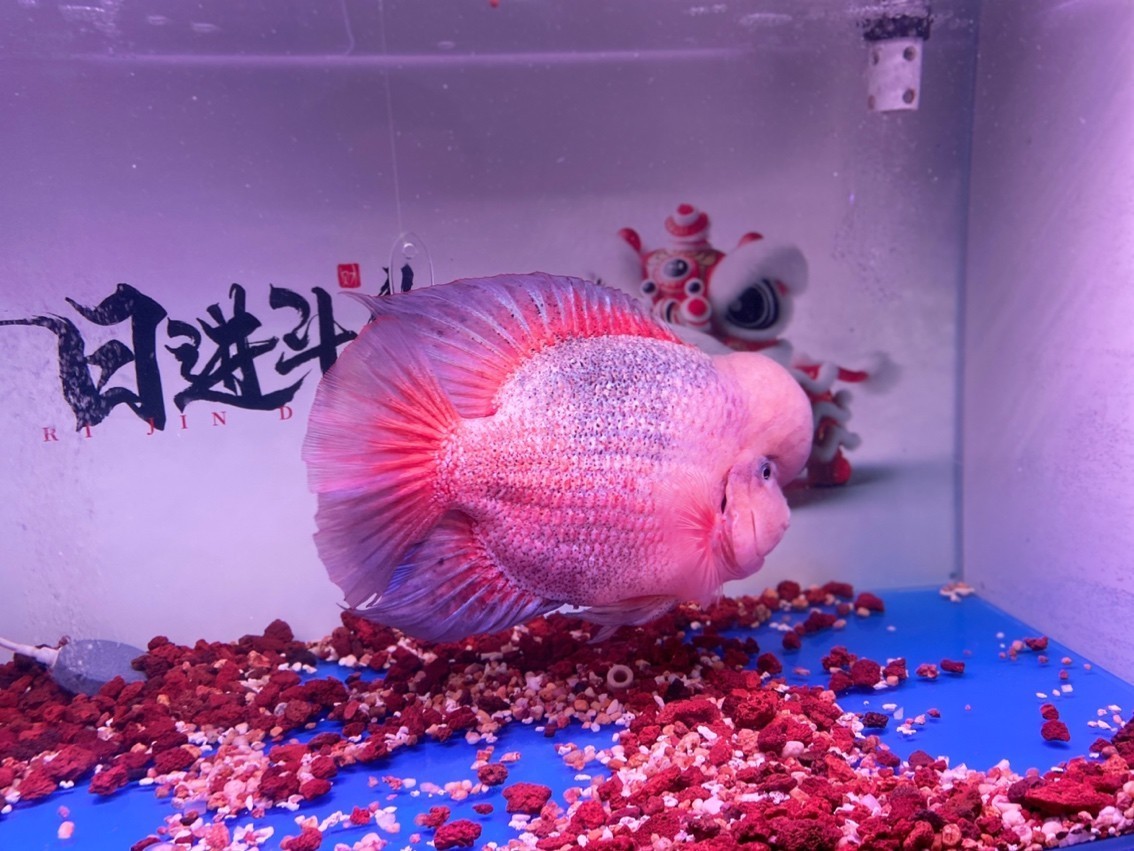 超級紫衣