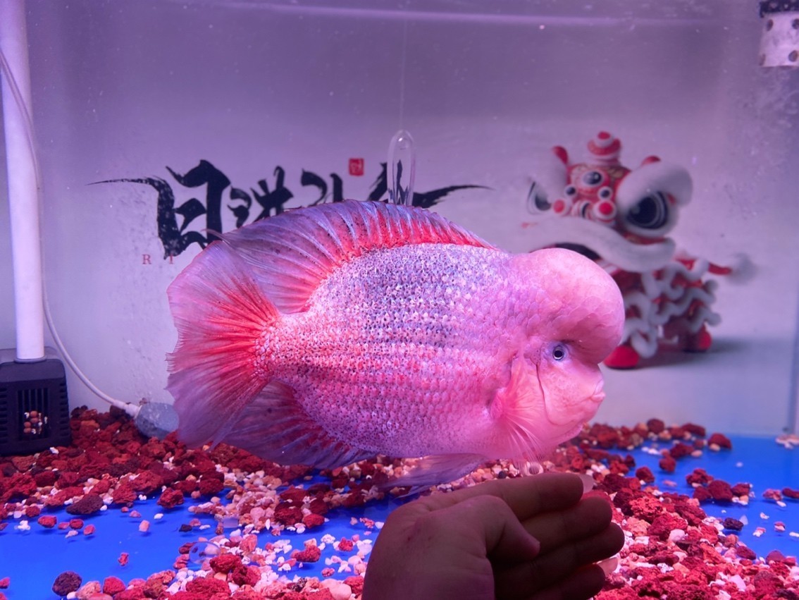 超級紫衣