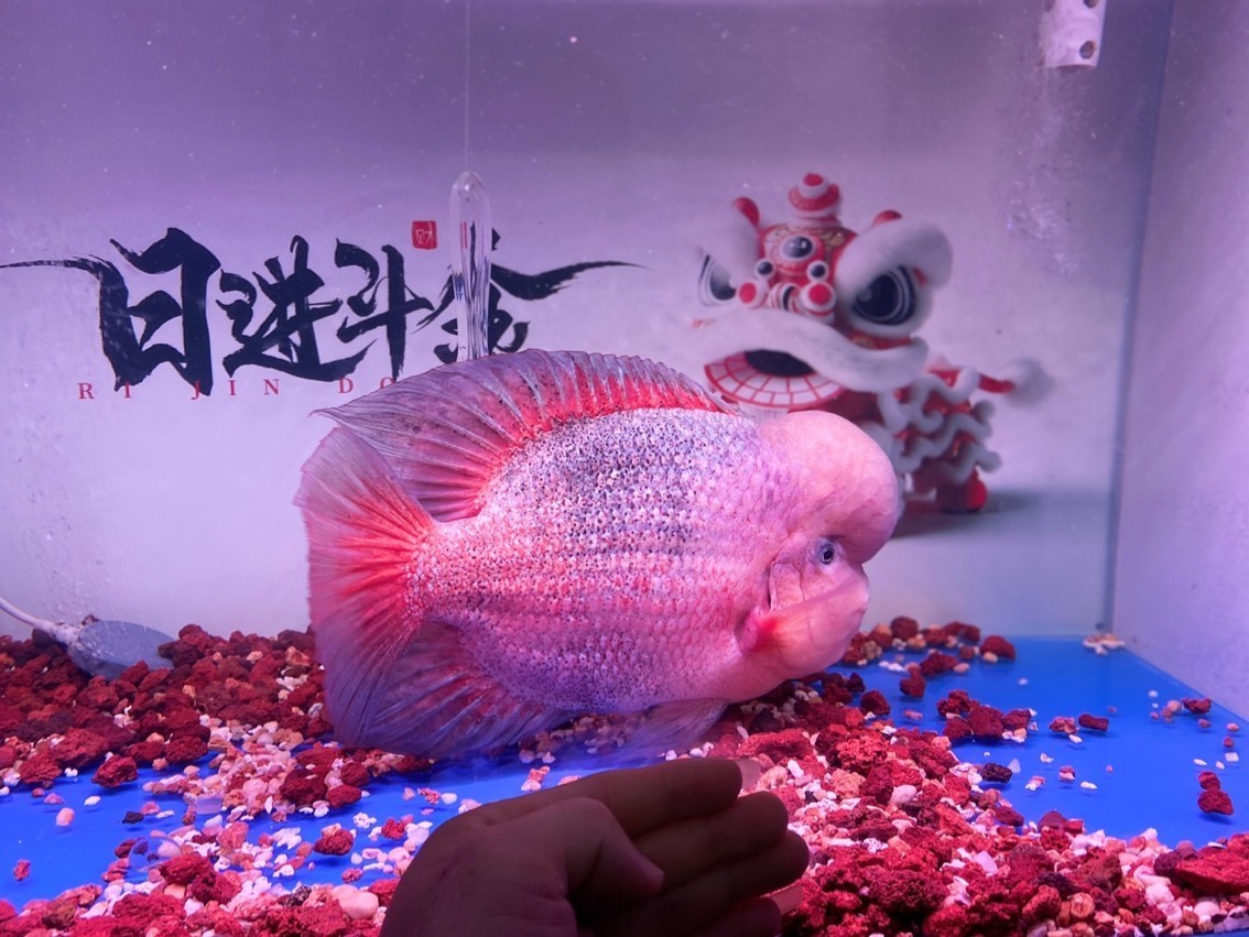 超級紫衣