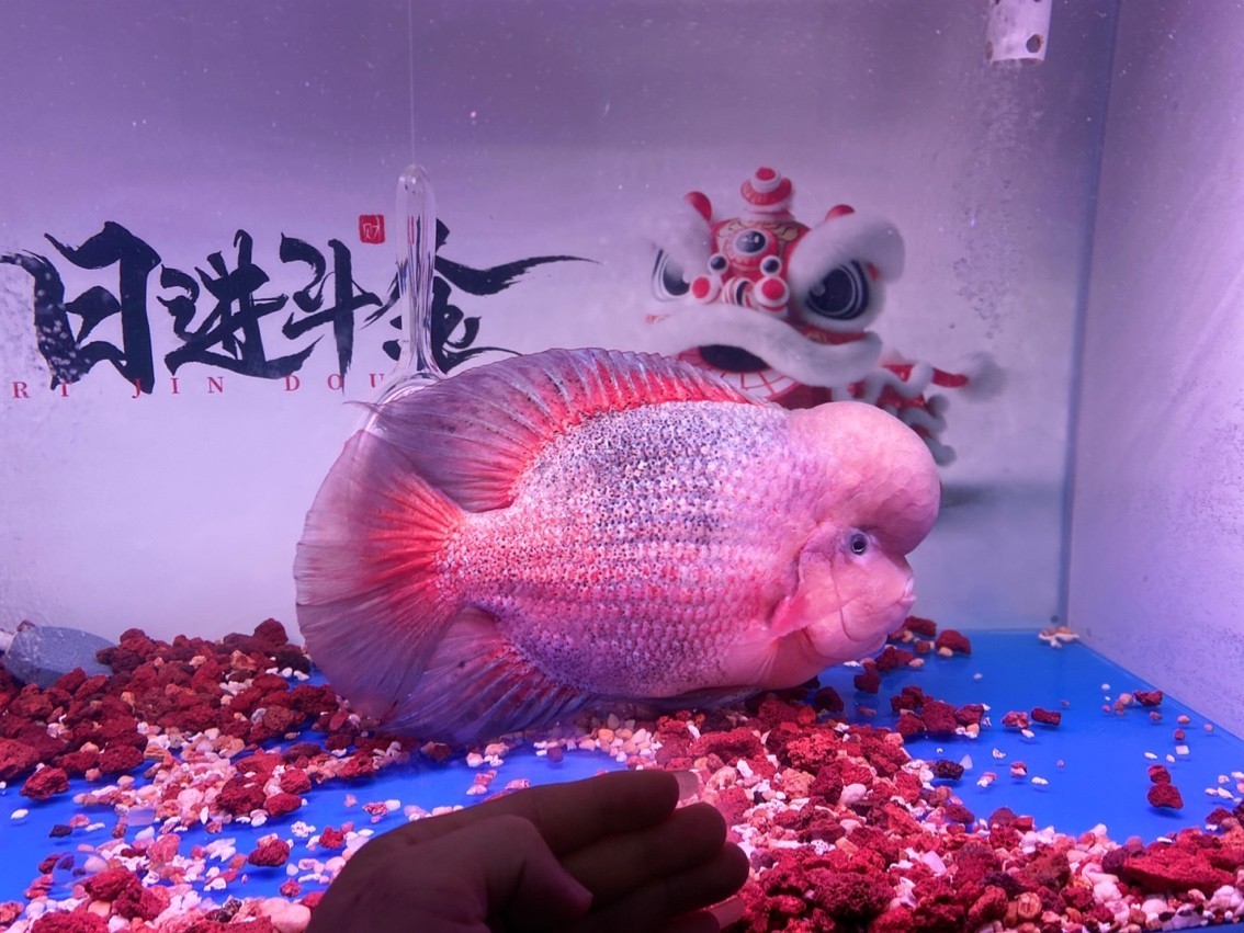 超級紫衣