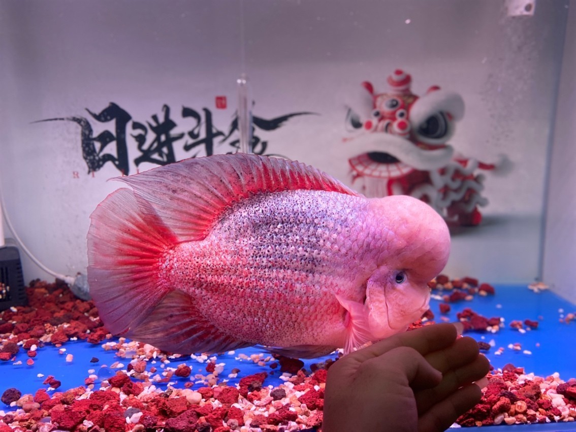 超級紫衣